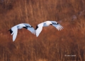 Japan;Japanese-Crane;Red-crowned-Crane;Crane;Grus-japonensis;Flying-bird;Two-ani
